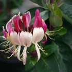 Duftende Heckenkirsche / Lonicera x heckrottii